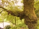 private oak tree field